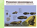Развитие земноводных