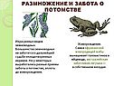Размножение и забота о потомстве