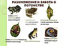 Самец жабы-повитухи
