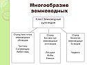 Многообразие земноводных