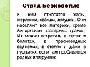 Отряд Бесхвостые