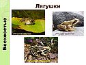 Многообразие и значение земноводных
