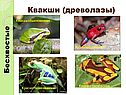 Квакши