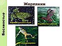 Жерлянки