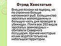 Отряд Хвостатые