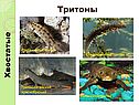 Тритоны