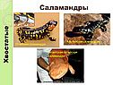 Саламандры