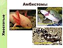 Амбистомы