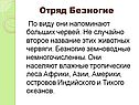 Отряд Безногие