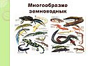 Многообразие земноводных