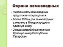 Охрана земноводных