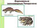 Охраняемые земноводные Татарстана