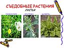 Многообразие растений