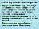 Общая характеристика водорослей