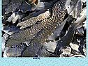 Фукус