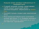У людей мочевой пузырь представляет собой полый мышечный орган,