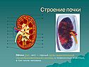 Строение почки
