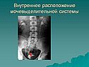 Внутреннее расположение мочевыделительной системы