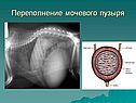 Переполнение мочевого пузыря