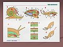 Моллюски 7 класс
