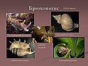 Моллюски 7 класс