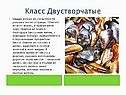 Моллюски биология