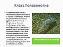 Обыкновенный кальмар