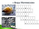 Моллюски биология