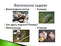 Виноградная улитка Кто здесь лишний