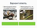 Виноградная улитка (т