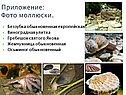 Беззубка обыкновенная европейская Виноградная улитка Гребешок святого
