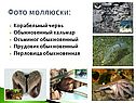 Фото моллюски: