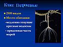 Класс Гидроидные