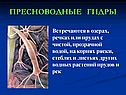 Морские кишечнополостные