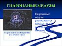 Гидроидные медузы