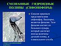 Смешанные гидроидные полипы (сифонофоры)