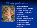 "Морские цветы" - актинии
