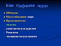 Класс Сцифоидные медузы