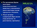 Медуза