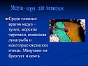 Медуза - корм для животных