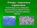 Пернатые странники