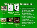 Объекты наблюдения