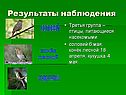 Птицы, питающиеся насекомыми