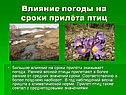 Наблюдения за птицами