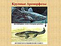 Крупные ароморфозы