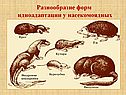 Разнообразие форм идиоадаптации у насекомоядных