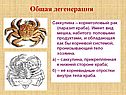 Общая дегенерация