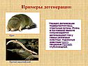 Примеры дегенерации