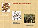 Трубчатые черви