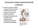 Значение опорно-двигательной системы